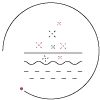 Renouvellement cellulaire