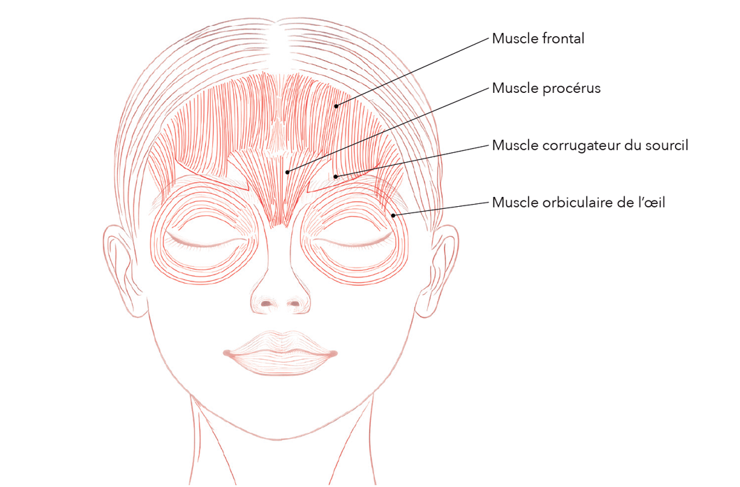 Muscle contour de l'oeil