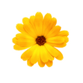 Calendula Lip Nutrition Eneomey
