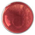 Organic Plum Oil Lip Nutrition Eneomey